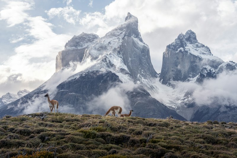Fauna de la estepa, a un día de manejo desde Puerto Natales