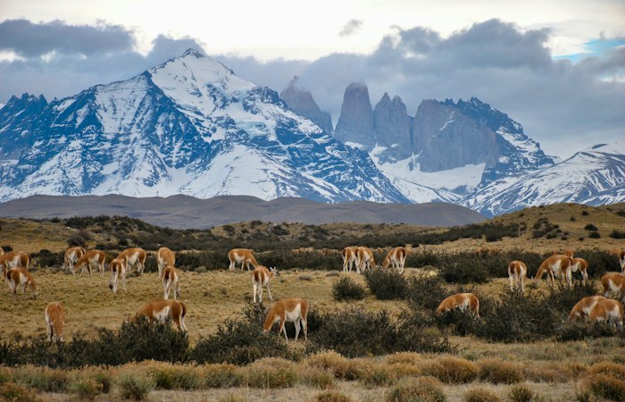 Guanacos frente al macizo del Paine